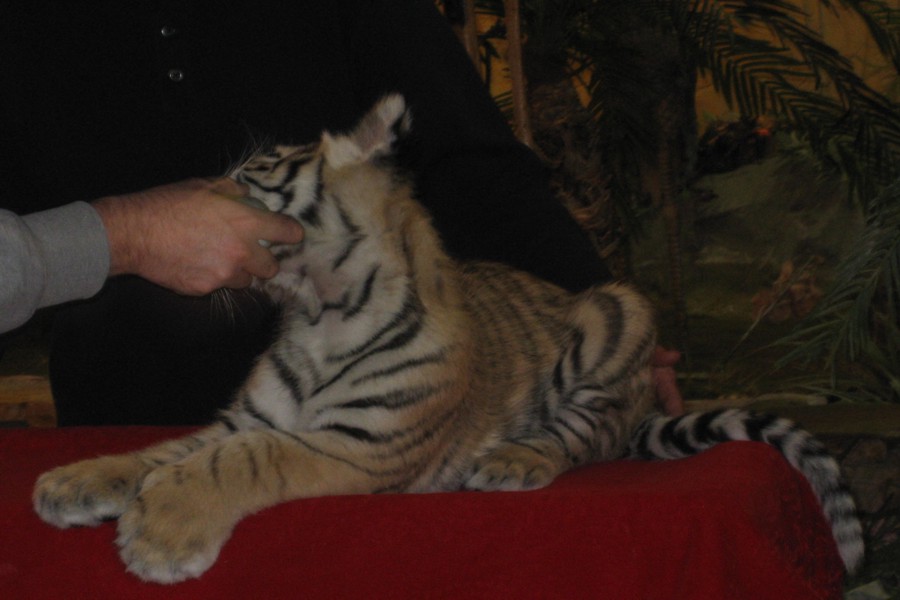 ../image/baby tiger at kalahari resort 4.jpg